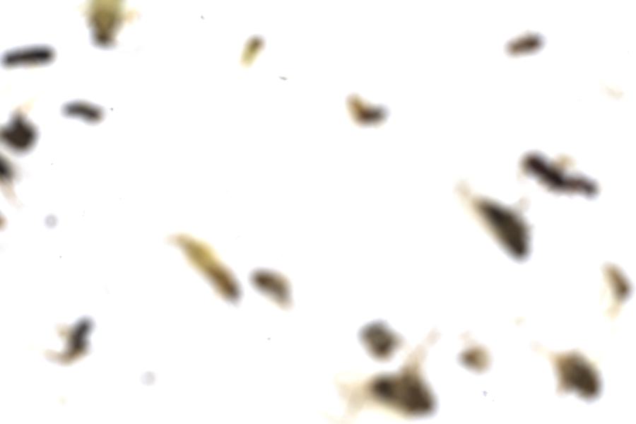Image 70